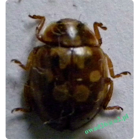 Myrrha octodecimguttata (Linnaeus, 1758) Mirra sosnówka